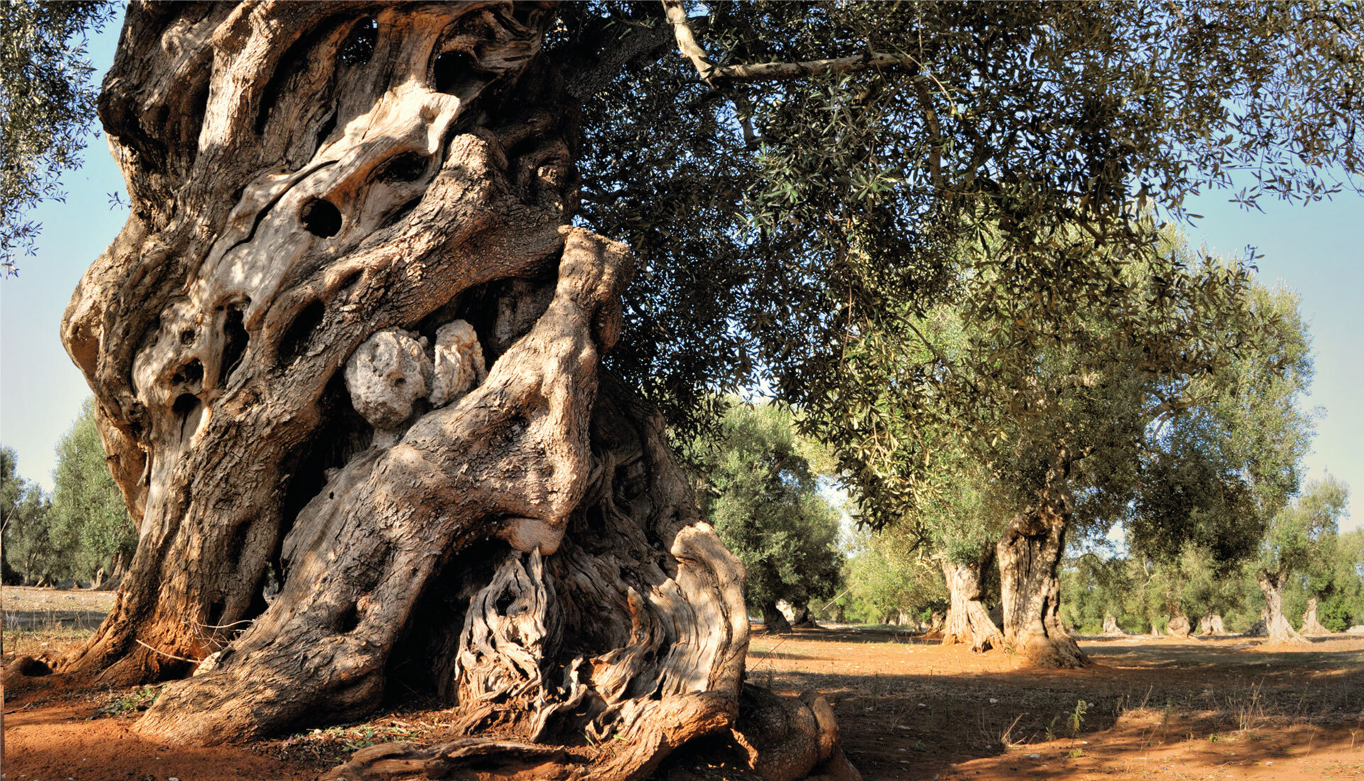 Vidoria, Una història familiar unida al aceite de oliva